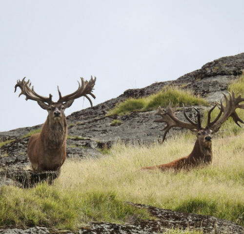 Ivory Cliffs Estate - Luxury hunting lodge web design and development. 