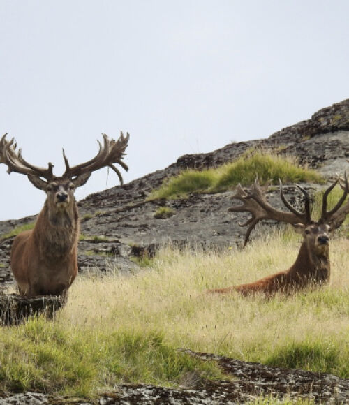 Ivory Cliffs Estate - Luxury hunting lodge web design and development. 