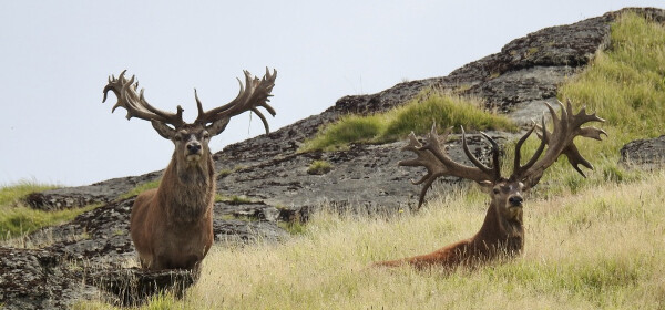 <span class='type-btn'>Website</span><br />Ivory Cliffs Estate web design and development. 