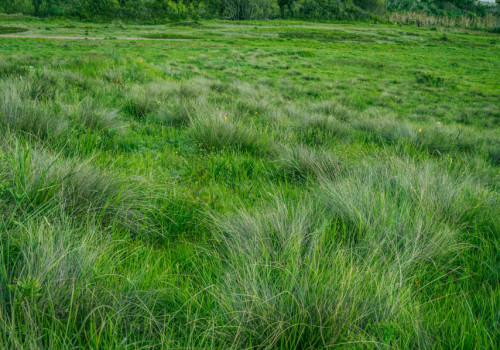 On-Farm Research - pasture growth web app design and development.. 